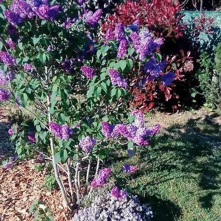 Bed & Breakfast La P'tite Etape Talmont-Saint-Hilaire