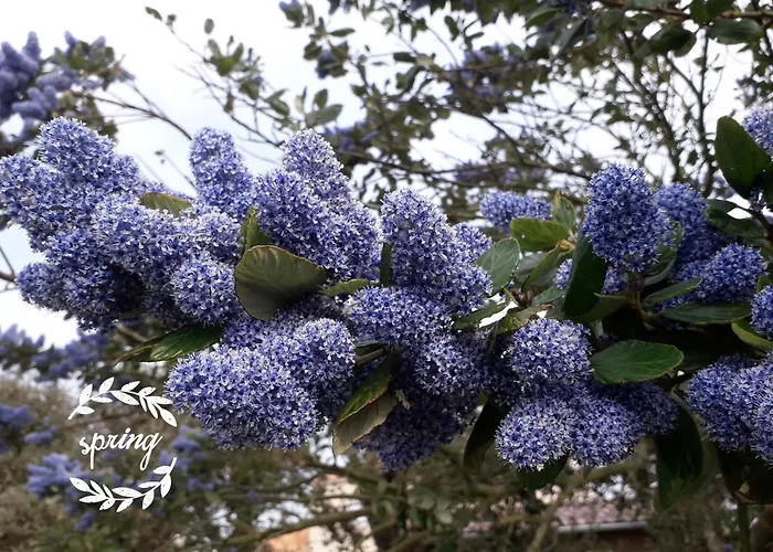 La P'tite Etape Panzió *