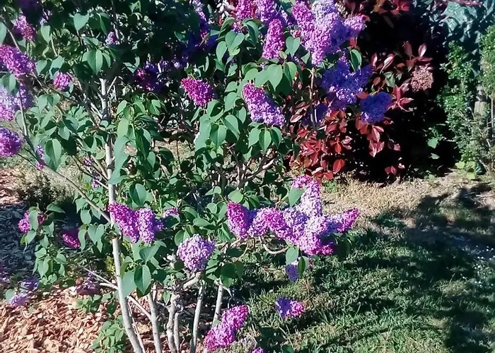Panzió La P'tite Etape Talmont-Saint-Hilaire